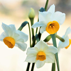 Chinese Sacred Lily Narcissus Bulbs
