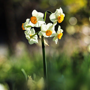 Chinese Sacred Lily Narcissus Bulbs