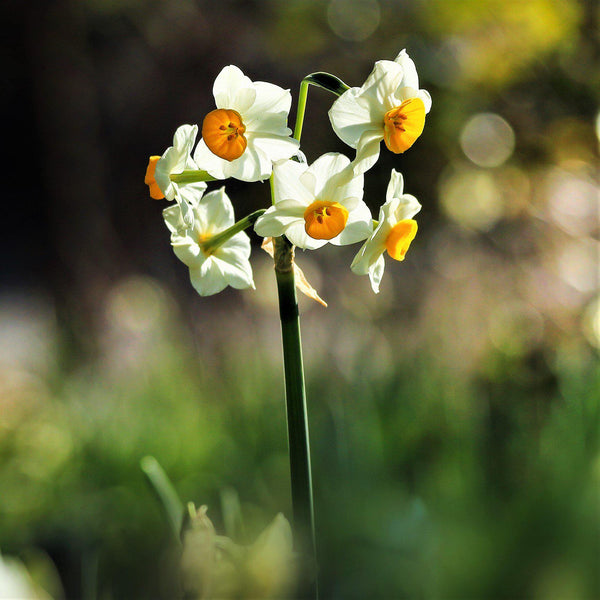 Chinese Sacred Lily Narcissus Bulbs