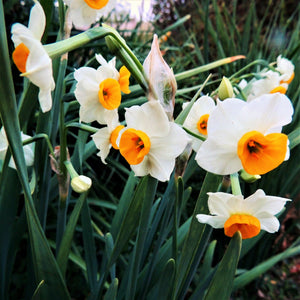 Chinese Sacred Lily Narcissus Bulbs