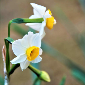 Chinese Sacred Lily Narcissus Bulbs
