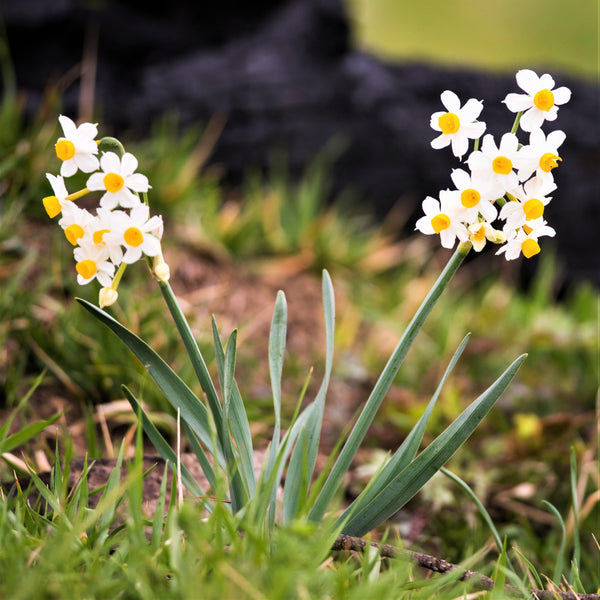 Chinese Sacred Lily Narcissus Bulbs