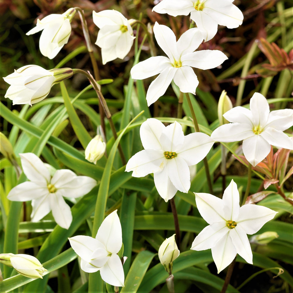 Starflower Alberto Castillo Bulbs – Fragrant White Spring Flowers