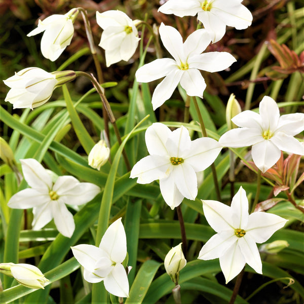 Starflower Alberto Castillo Bulbs – Fragrant White Spring Flowers