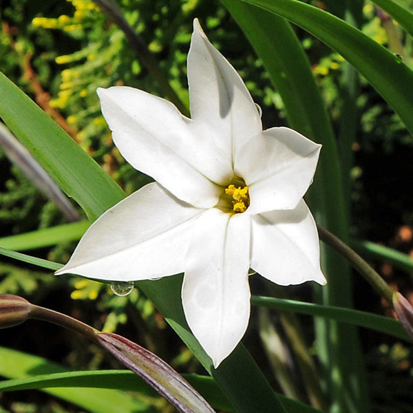 Starflower Alberto Castillo Bulbs – Fragrant White Spring Flowers