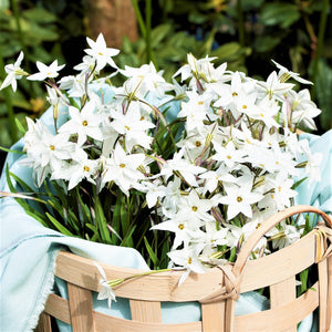 Starflower Alberto Castillo Bulbs – Fragrant White Spring Flowers