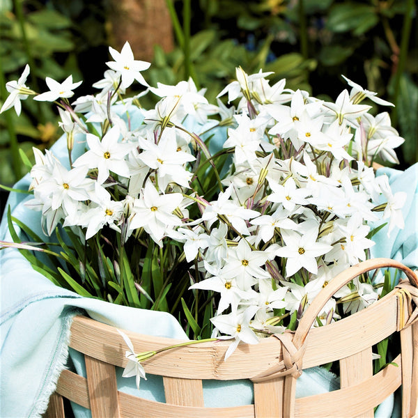 Starflower Alberto Castillo Bulbs – Fragrant White Spring Flowers