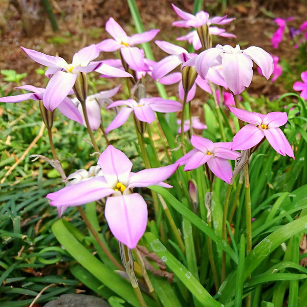 Charlotte Bishop Starflower Bulbs | Pink Ipheion Flowers