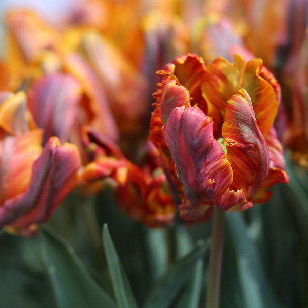 Blumex Parrot Tulip Bulbs | Multicolor Spring Tulips