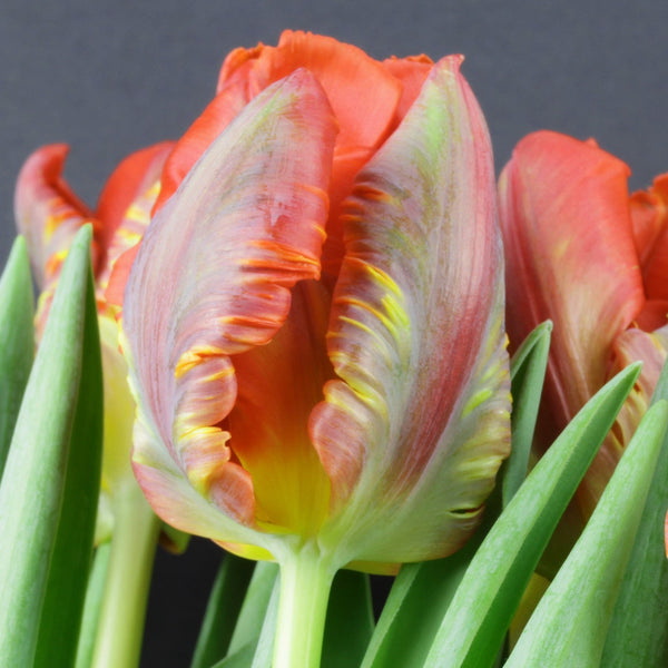 Blumex Parrot Tulip Bulbs | Multicolor Spring Tulips