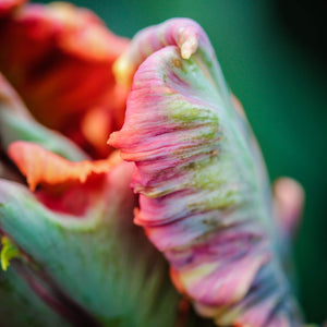 Blumex Parrot Tulip Bulbs | Multicolor Spring Tulips