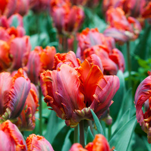 Blumex Parrot Tulip Bulbs | Multicolor Spring Tulips