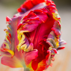 Blumex Parrot Tulip Bulbs | Multicolor Spring Tulips