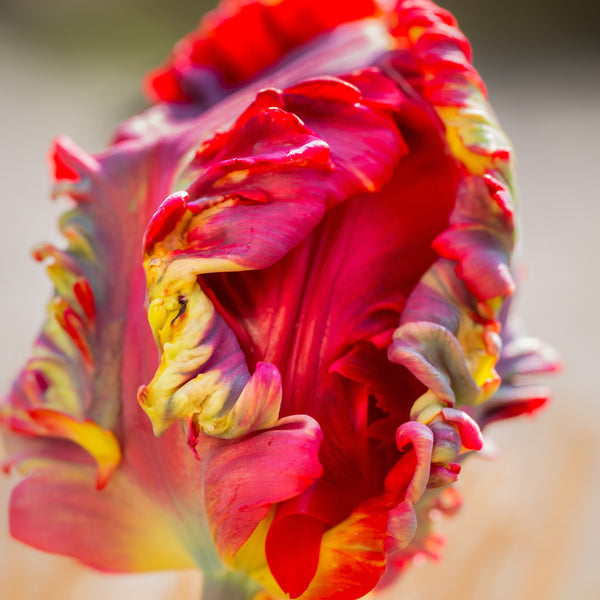 Blumex Parrot Tulip Bulbs | Multicolor Spring Tulips