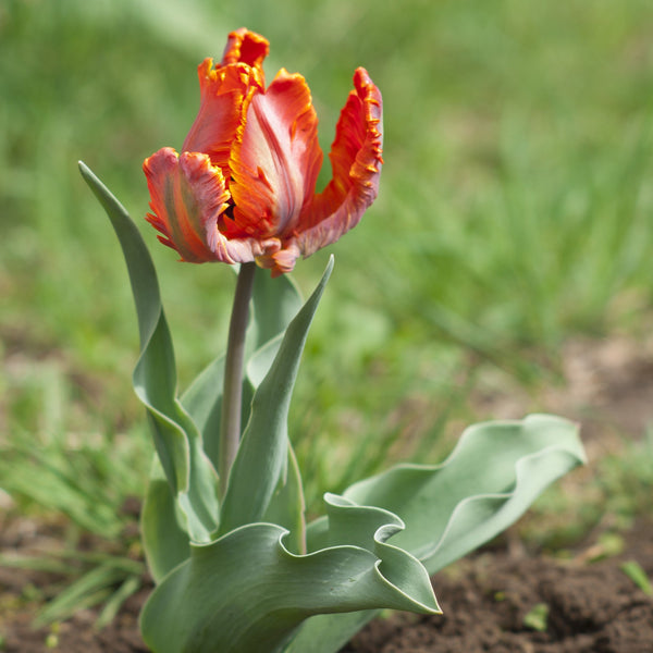 Blumex Parrot Tulip Bulbs | Multicolor Spring Tulips