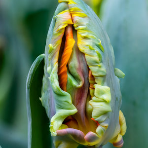 Blumex Parrot Tulip Bulbs | Multicolor Spring Tulips