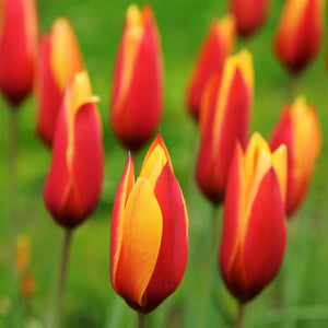 Tulipa Clusiana Chrysantha Bulbs