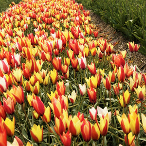 Tulipa Clusiana Chrysantha Bulbs