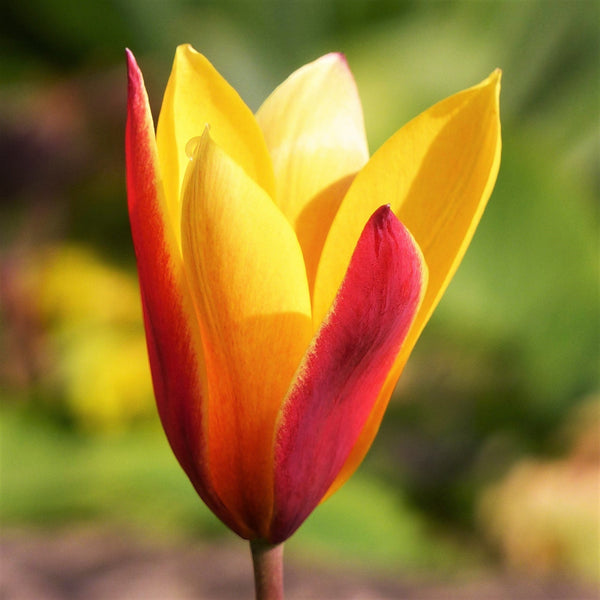 Tulipa Clusiana Chrysantha Bulbs