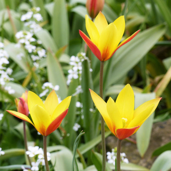 Tulipa Clusiana Chrysantha Bulbs