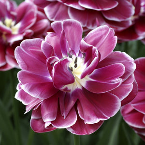 Dream Touch Double Late Tulip Bulbs – Deep Rose & White