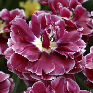 Dream Touch Double Late Tulip Bulbs – Deep Rose & White