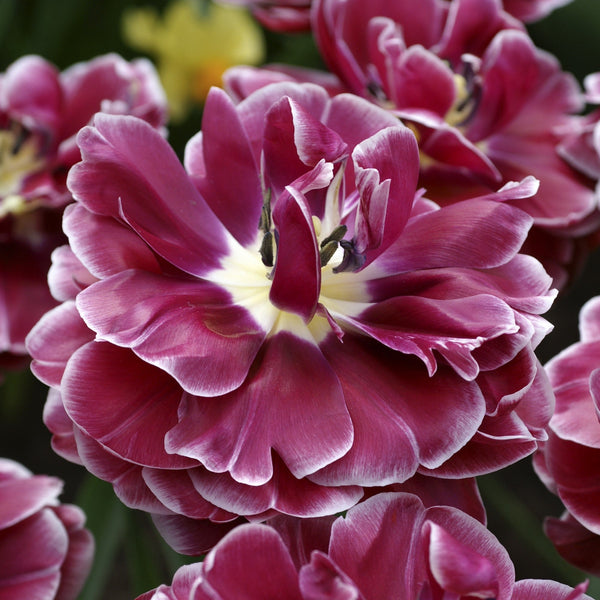 Dream Touch Double Late Tulip Bulbs – Deep Rose & White