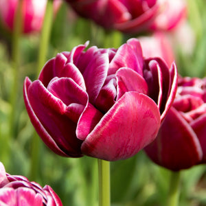 Dream Touch Double Late Tulip Bulbs – Deep Rose & White