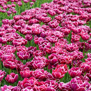 Dream Touch Double Late Tulip Bulbs – Deep Rose & White