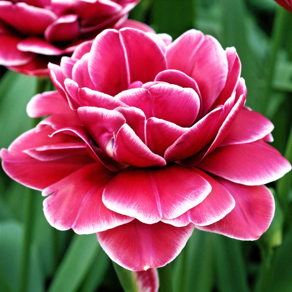 Dream Touch Double Late Tulip Bulbs – Deep Rose & White