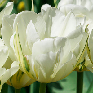 Tulip Mount Tacoma Bulbs – Fragrant White Double Late Tulips