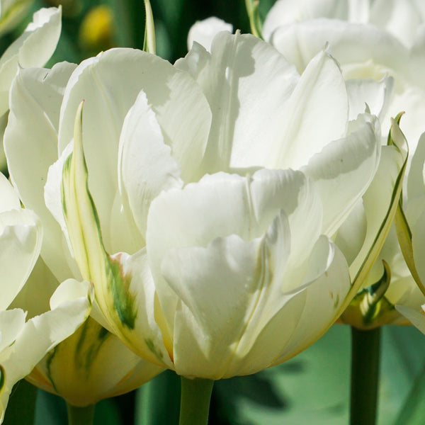 Tulip Mount Tacoma Bulbs – Fragrant White Double Late Tulips