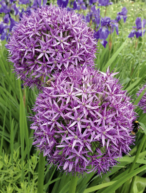 Star of Persian Allium Seeds