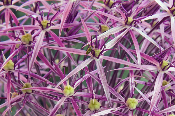 Star of Persian Allium Seeds