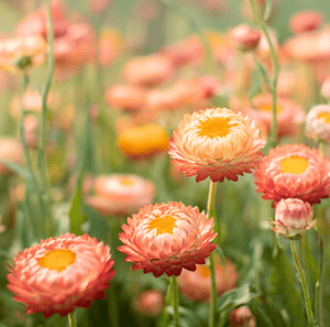 Apricot/Peach Strawflower Seeds