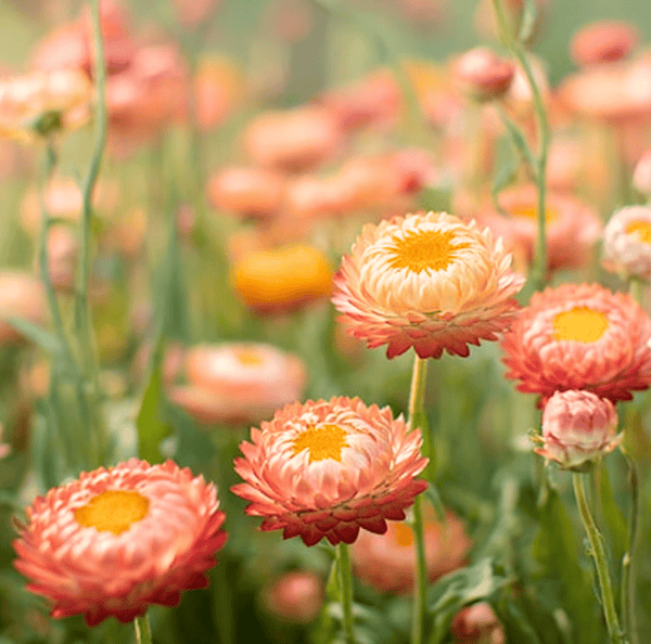 Apricot/Peach Strawflower Seeds