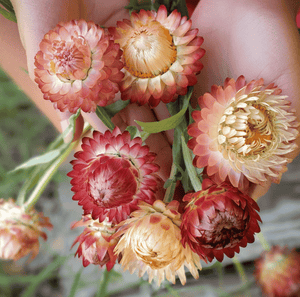 Apricot/Peach Strawflower Seeds