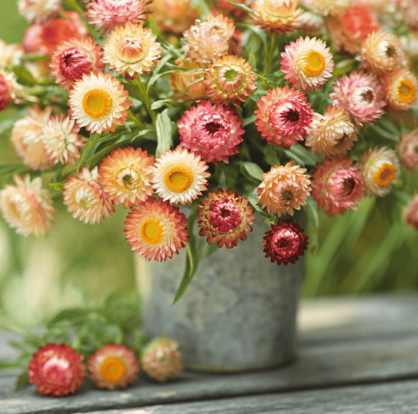 Apricot/Peach Strawflower Seeds
