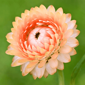 Apricot/Peach Strawflower Seeds