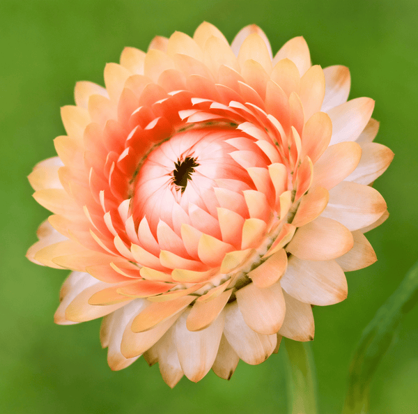 Apricot/Peach Strawflower Seeds