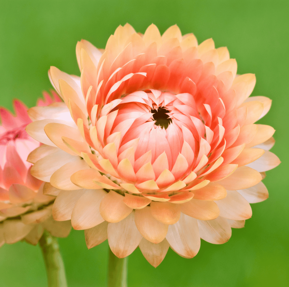 Apricot/Peach Strawflower Seeds