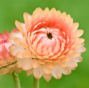 Apricot/Peach Strawflower Seeds