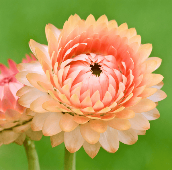 Apricot/Peach Strawflower Seeds