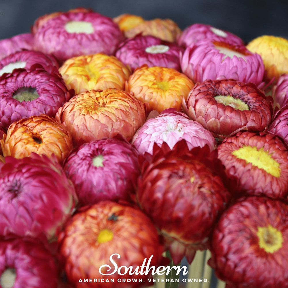 Strawflower Mix Seeds