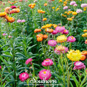 Strawflower Mix Seeds