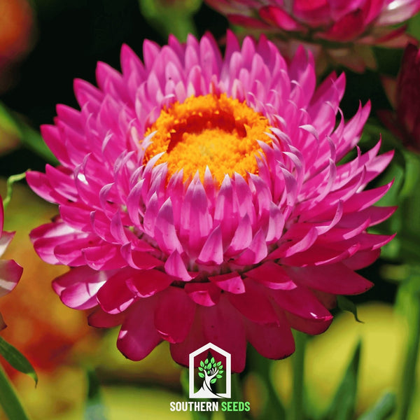 Purple-Red Strawflower Seeds
