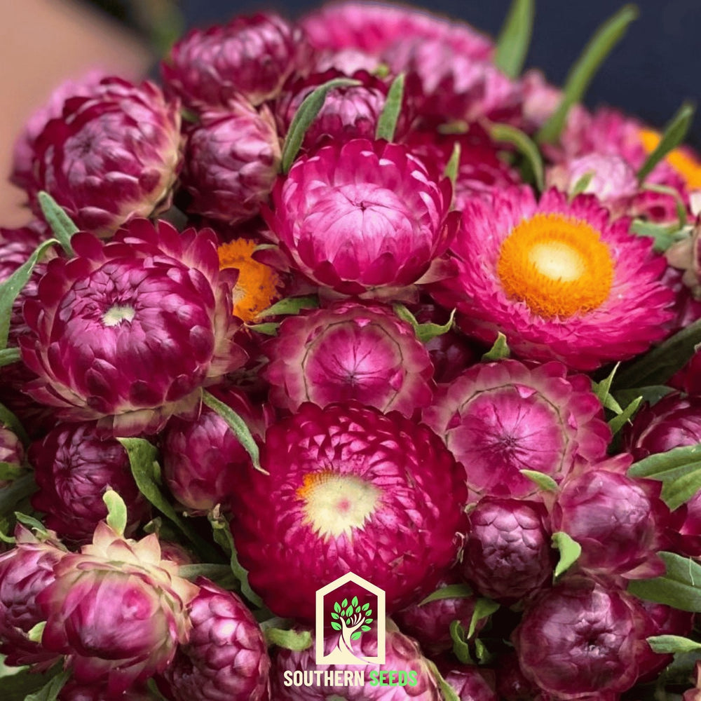 Purple-Red Strawflower Seeds