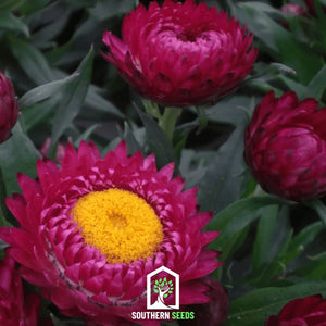 Purple-Red Strawflower Seeds