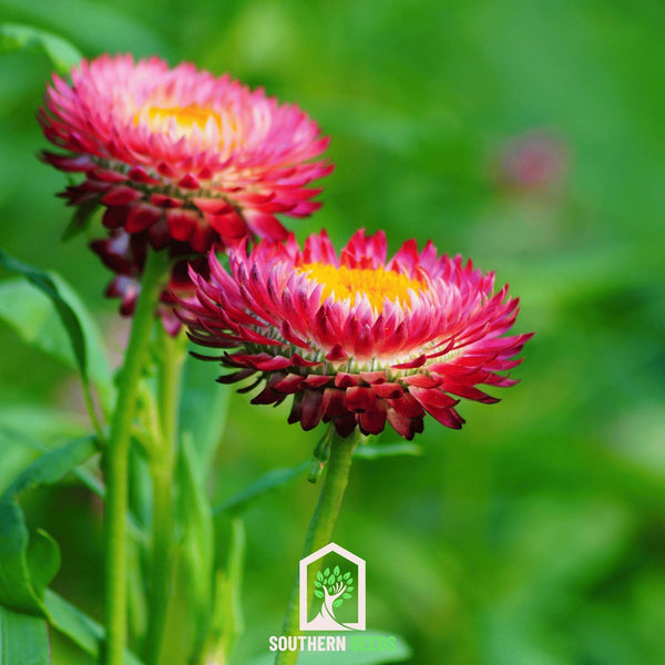 Purple-Red Strawflower Seeds