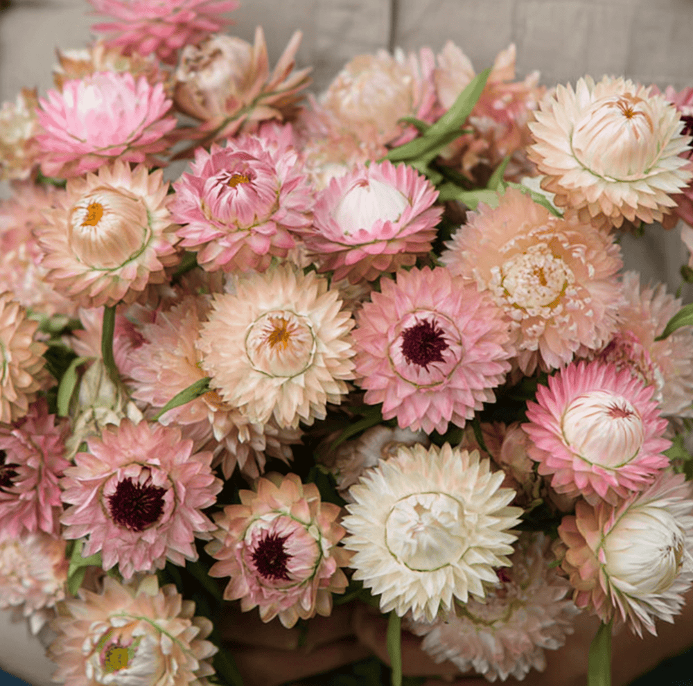 Silver Rose Strawflower Seeds